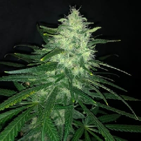 Wedding Cake > Pure Instinto